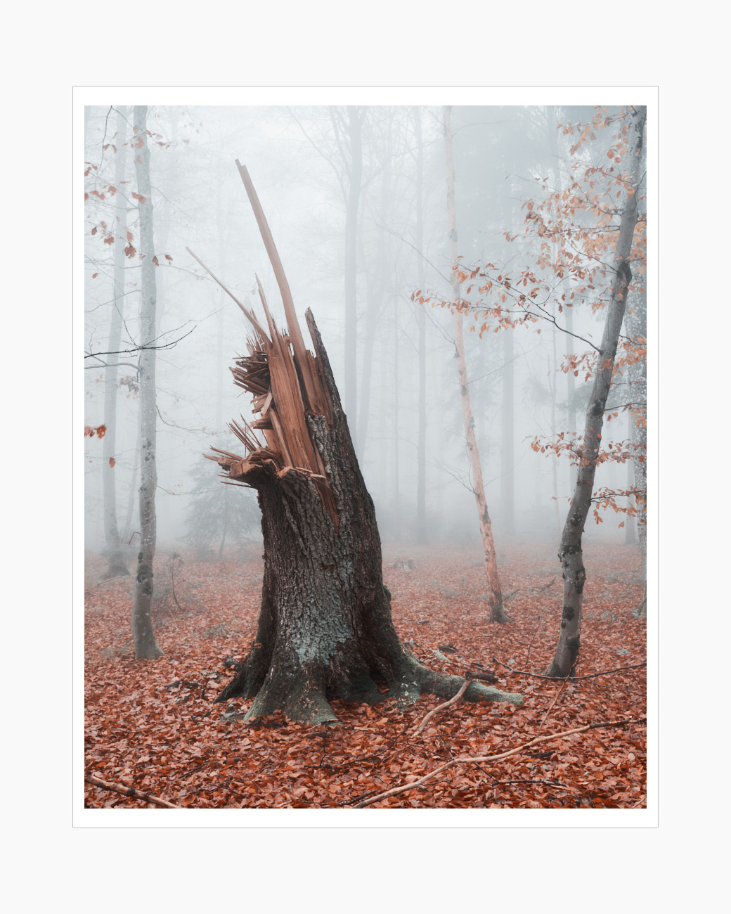 Max Schiefele Alle Bilder  DSF8319